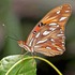 Lepidópteros de Sonora icon