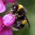 Bee Alliance of McKenzie Town - Bumblebee Safari icon