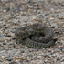 Brake for Snakes in Grasslands National Park icon