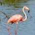 Aves-Phoenicopteriformes-(31) , en Tijuana icon