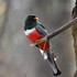 Aves-Trogoniformes-(43) , en Tijuana icon
