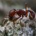 Texas Ants icon