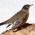 Bird Language and Animal Alarms Calls of North America icon