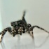 Shanghai jumping spider (Salticidae) 上海跳蛛 icon