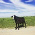 Tallgrass Prairie Okalahoma icon