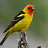 Field Ornithology icon