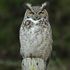 Owls of Santa Clara County icon