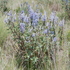 Vegetation survey on prairie dog colony near Eagle Nest Lake State Park, NM icon