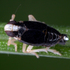 NP Thayatal - Entomo-Arachnocamp 2021 icon