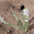 Vegetation survey on prairie dog colony south of Angel Fire, NM icon