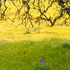 San Luis Obispo County Wildflowers and Trees icon