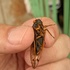 Periodical Cicadas in Washington, DC icon