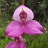Terrestrial Orchids of the Garden Route icon