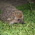 Zoology project icon