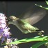 Hummingbirds of Williamson County, TX icon