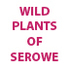 Khama III Museum - Wild  plants  of Serowe icon