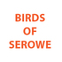 Khama III Memorial Museum - Birds  of Serowe icon
