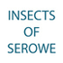 Khama III  Museum - Insects of Serowe icon