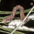 Lepidoptera and their Parasites (Australia) icon