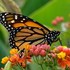 Monarch Butterfly Distribution: North Central Kansas icon