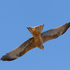 Birds of Toowoomba Region icon