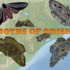 Moths of Odisha icon