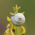 Observations sur Spartium en Bretagne icon