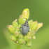 Observations sur Hirschfeldia en Bretagne icon