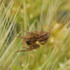 Observations sur Polypogon en Bretagne icon