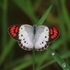 Butterflies of Ariyalur , TN , India icon
