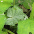 Observations sur Tussilago en Bretagne icon