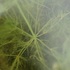 Charophytes de Bretagne icon