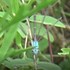 Dancers, Dragonflies and Damselflies of Williamson County, TX icon