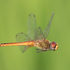 Libélulas Migratorias - Migratory Dragonflies icon