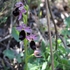 Wild Orchids of Western Palearctic icon
