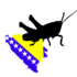 Orthoptera u BiH icon