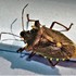 Hemiptera of Lincolnshire icon