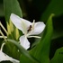 Floral Visitors  -  Hedychium coronarium icon