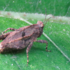 Pygmy grasshoppers in the Holoarctis icon