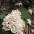 Adirondack Fungi icon