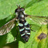 Syrphidae of Moscow region icon
