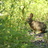 Northwest DC Eastern Cottontail Rabbit Citizen Science Project icon