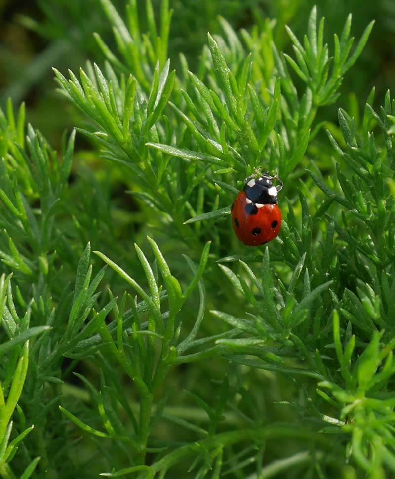 Mini Beasts Rspca Mini-Beasts at Mount Pleasant Farm · iNaturalist