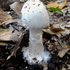 Fungi in the Environment 11:776:400 icon