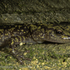 Green Salamanders of the Southeastern United States icon