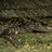 Green Salamanders of the Southeastern United States icon