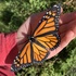 2021 NC Arboretum Butterfly BioBlitz icon