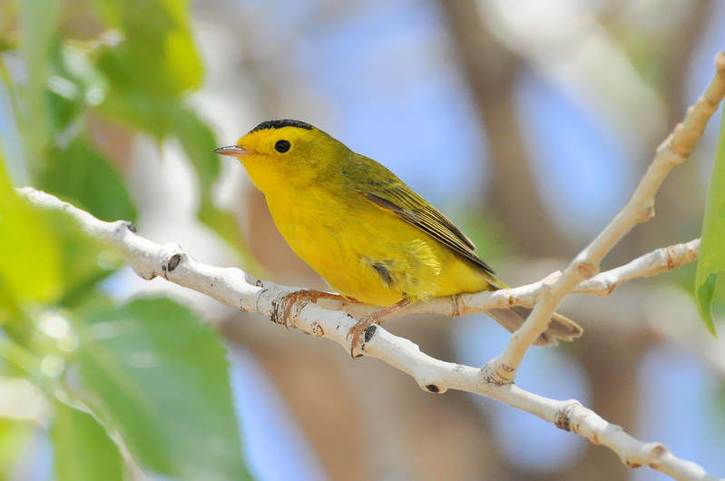 Animals Of Petrified Forest National Park · iNaturalist Canada