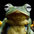 International Bornean Frog Race 2021 icon