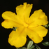 Hibbertia species of Western Australia icon